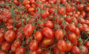 piennolo pomodori benefici e controindicazioni