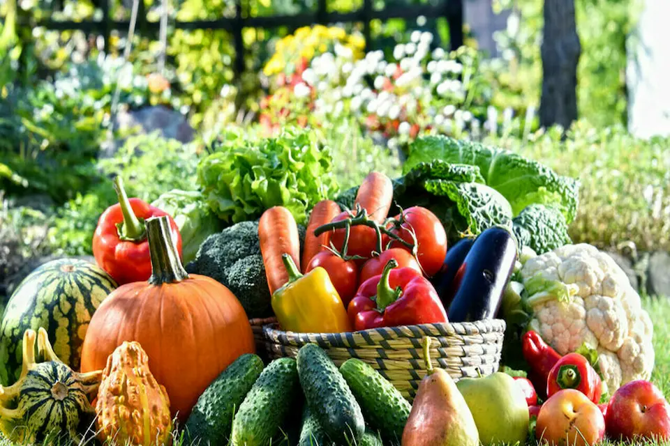Frutta e verdura disponibili a novembre