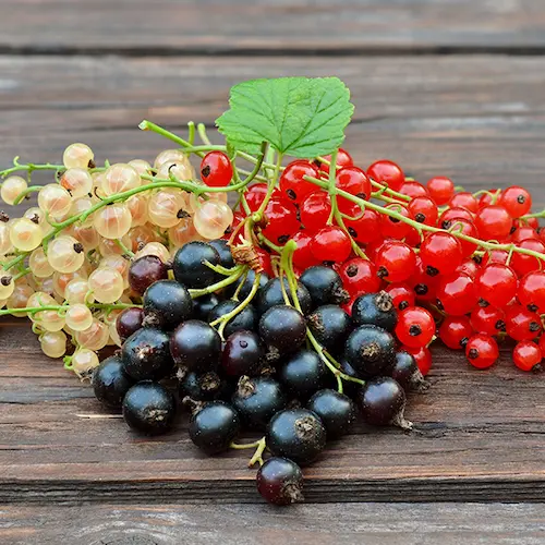 ribes fastfruit