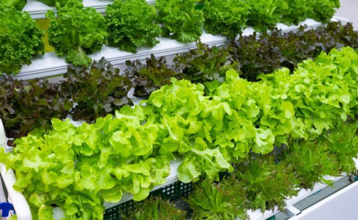 verdure e insalate miste in coltivazione su impianto idroponico