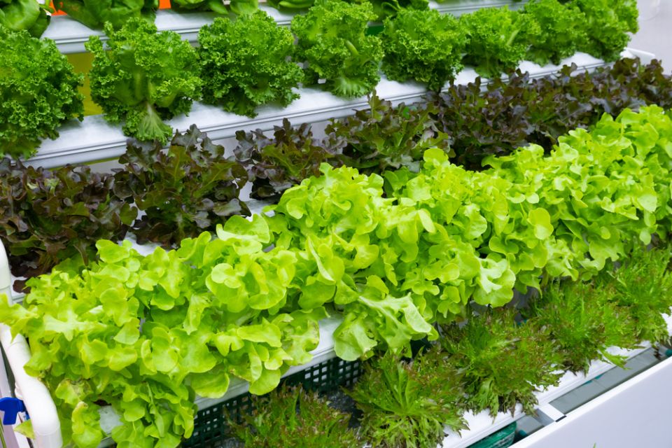 verdure e insalate miste in coltivazione su impianto idroponico